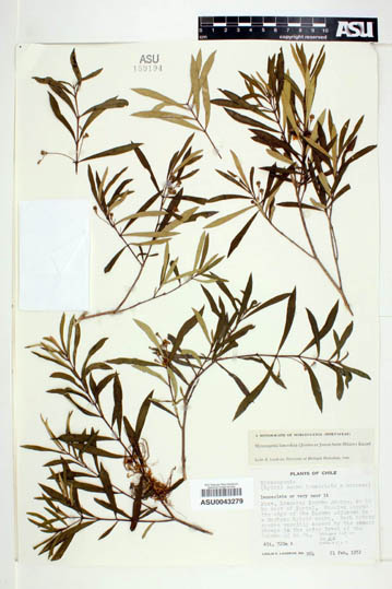lanceolata